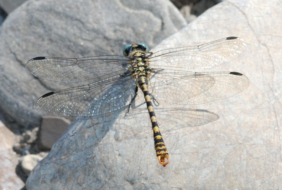 Aiuto determinazione - Onychogomphus forcipatus (M)